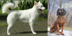 Kintamani vs Bavarian Mountain Hound - Breed Comparison