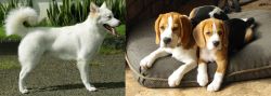 Kintamani vs Beagle - Breed Comparison