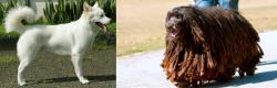 Kintamani vs Bergamasco - Breed Comparison