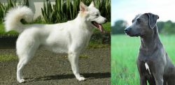 Kintamani vs Blue Lacy - Breed Comparison