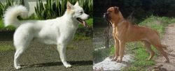 Kintamani vs Bullmastiff - Breed Comparison