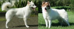 Kintamani vs Canadian Eskimo Dog - Breed Comparison