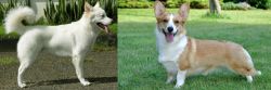 Kintamani vs Cardigan Welsh Corgi - Breed Comparison
