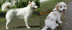 Kintamani vs Cavachon - Breed Comparison