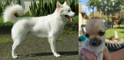 Kintamani vs Chihuahua - Breed Comparison