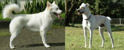 Kintamani vs Cretan Hound - Breed Comparison