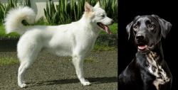 Kintamani vs Dalmador - Breed Comparison