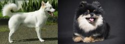 Kintamani vs German Spitz (Klein) - Breed Comparison