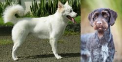 Kintamani vs German Wirehaired Pointer - Breed Comparison
