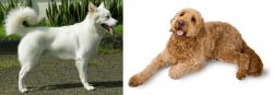 Kintamani vs Golden Doodle - Breed Comparison