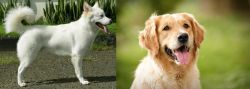 Kintamani vs Golden Retriever - Breed Comparison