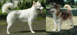 Kintamani vs Greenland Dog - Breed Comparison