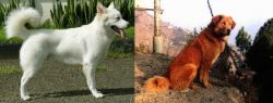 Kintamani vs Himalayan Sheepdog - Breed Comparison