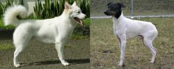Kintamani vs Japanese Terrier - Breed Comparison