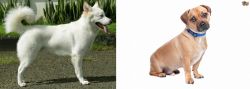 Kintamani vs Jug - Breed Comparison