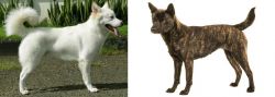 Kintamani vs Kai Ken - Breed Comparison