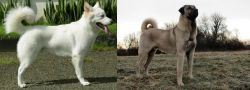 Kintamani vs Kangal Dog - Breed Comparison