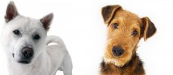 Kishu vs Airedale Terrier - Breed Comparison