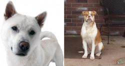 Kishu vs Alapaha Blue Blood Bulldog - Breed Comparison