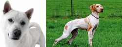 Kishu vs Ariege Pointer - Breed Comparison