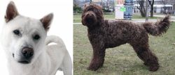 Kishu vs Barbet - Breed Comparison