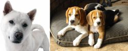 Kishu vs Beagle - Breed Comparison