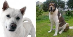 Kishu vs Cao de Gado Transmontano - Breed Comparison