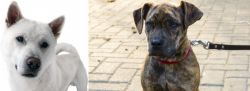 Kishu vs Catahoula Bulldog - Breed Comparison