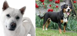 Kishu vs Entlebucher Mountain Dog - Breed Comparison