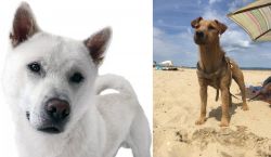 Kishu vs Fell Terrier - Breed Comparison