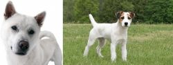 Kishu vs Jack Russell Terrier - Breed Comparison
