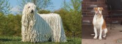 Komondor vs Alapaha Blue Blood Bulldog - Breed Comparison