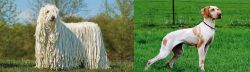 Komondor vs Ariege Pointer - Breed Comparison