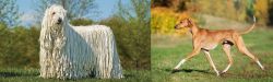 Komondor vs Azawakh - Breed Comparison