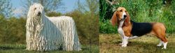 Komondor vs Basset Artesien Normand - Breed Comparison