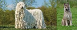 Komondor vs Belgian Shepherd Dog (Laekenois) - Breed Comparison