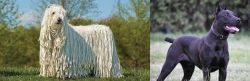 Komondor vs Canis Panther - Breed Comparison