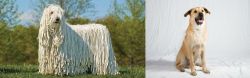 Komondor vs Chinook - Breed Comparison