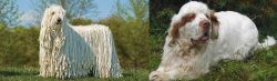 Komondor vs Clumber Spaniel - Breed Comparison