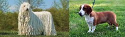 Komondor vs Drever - Breed Comparison