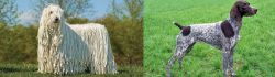Komondor vs German Shorthaired Pointer - Breed Comparison