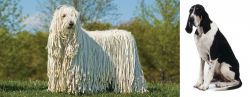 Komondor vs Grand Anglo-Francais Blanc et Noir - Breed Comparison