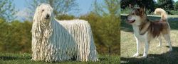 Komondor vs Greenland Dog - Breed Comparison