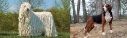 Komondor vs Hamiltonstovare - Breed Comparison