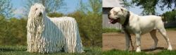 Komondor vs Hermes Bulldogge - Breed Comparison