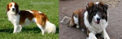 Kooikerhondje vs Aidi - Breed Comparison