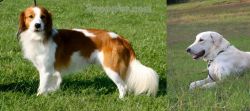 Kooikerhondje vs Akbash Dog - Breed Comparison