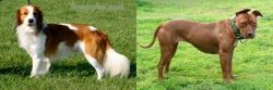 Kooikerhondje vs American Pit Bull Terrier - Breed Comparison