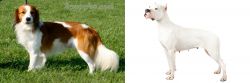 Kooikerhondje vs Argentine Dogo - Breed Comparison