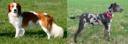 Kooikerhondje vs Atlas Terrier - Breed Comparison